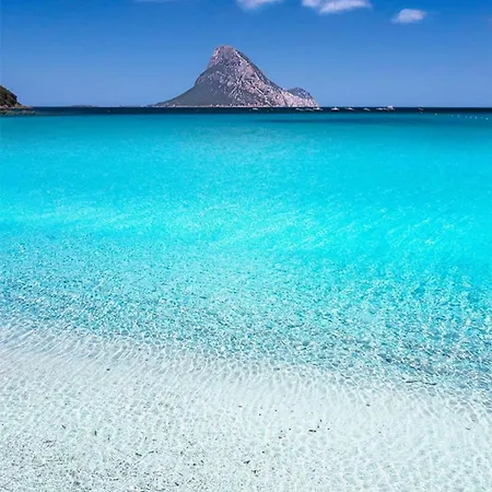 Olivastro Murta Maria